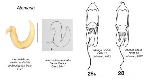 Atomaria divers